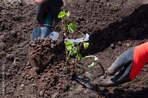 Gardener planting a young grape seedling into rich soil with fertilizer pellets