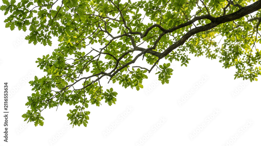 Fototapeta premium Green leafy tree branch with lush foliage on transparent background