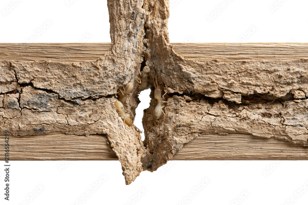 Obraz premium Close-Up of Cracked Wood Texture Detail PNG cutout