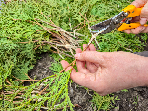 Fotografie Gardener pruning evergreen branches with yellow handled shears for propagation