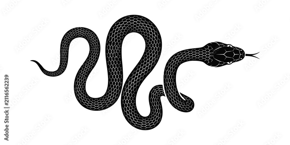 Fototapeta premium Black and white hand drawn illustration of a slithering snake .