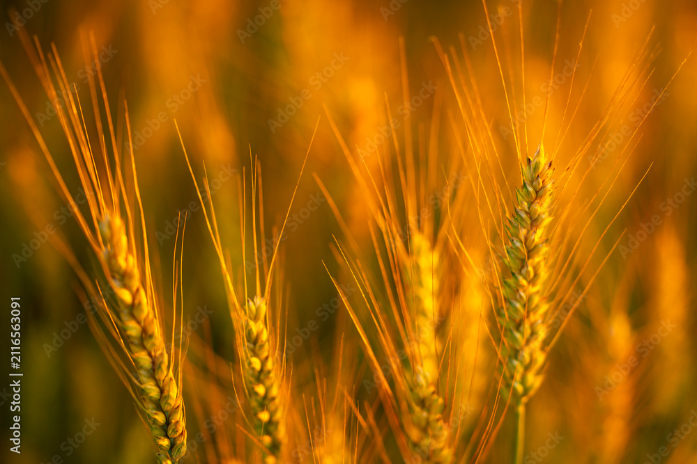 Obraz premium Wheat spike in golden light. Wheat spike with awn. Green wheat spike close up. Backlit wheat spike at sunset.