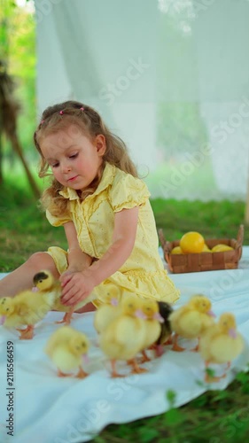 Little girl watching fluffy ducklings outdoors. Concept of childish curiosity.