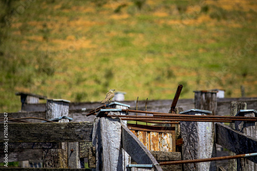 Suiriri-cavaleiro (Machetornis rixosa) perched on rustic cattle corral fence in the Brazilian countryside, symbolizing rural life, biodiversity and sustainable agriculture.