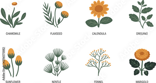 Obraz na płótnie Labeled Medicinal Plants and Culinary Herbs Set Featuring Chamomile, Flaxseed, C