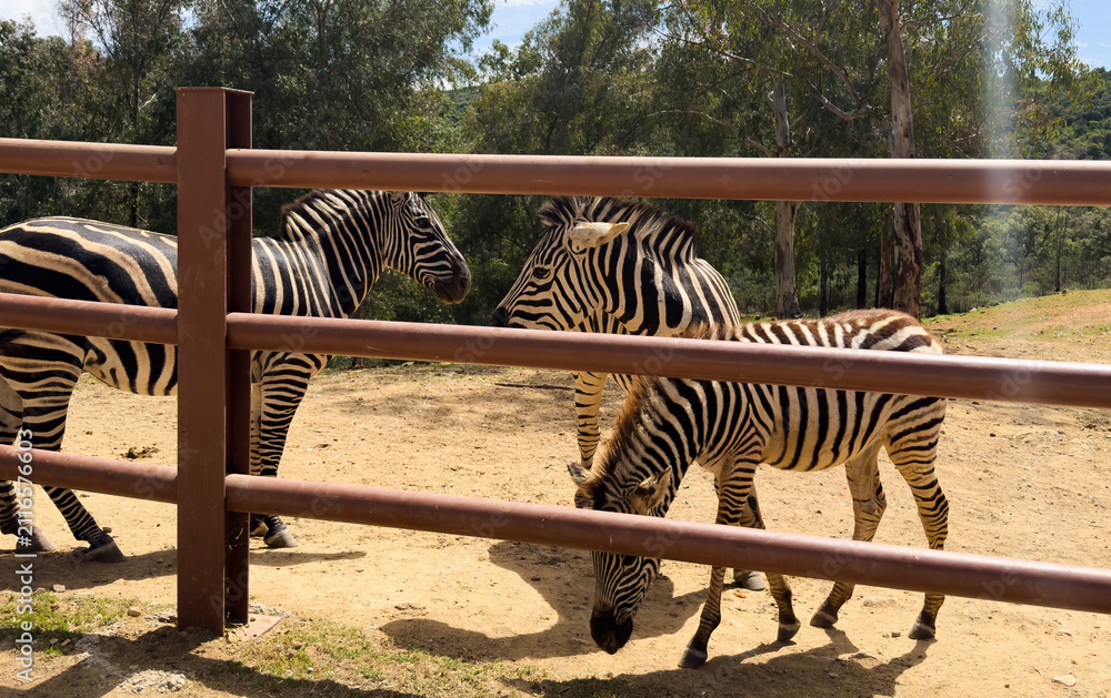 Obraz premium Zebra standing behind fence in an outdoor enclosure