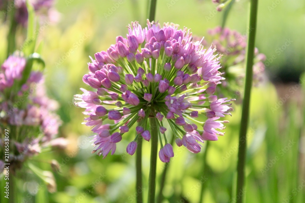 Fototapeta premium Alliums in the garden 