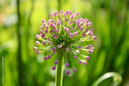 Close up of a pink allium bloom 