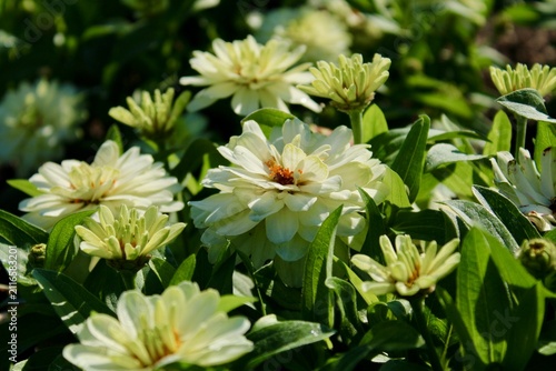 White Dahlias in the garden 