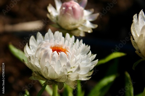 pink and white flower