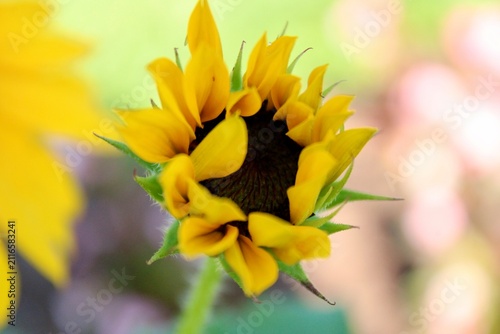 A blooming sunflower 