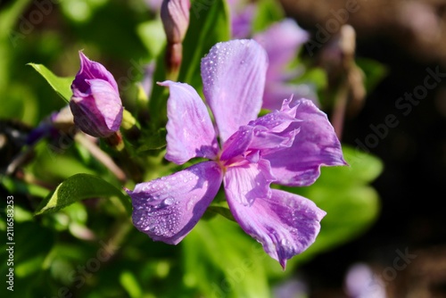 purple flowers in the garden