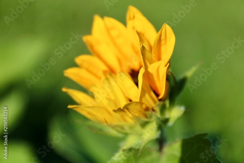 A blooming sunflower 