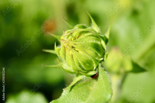 bud of a sunflower 