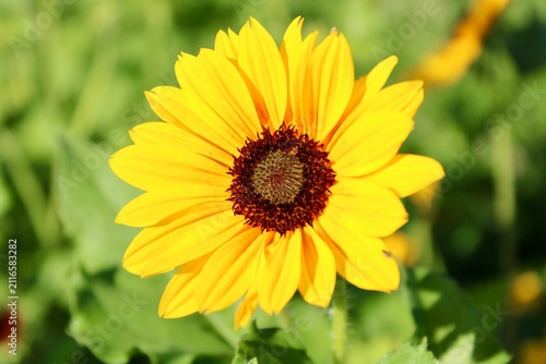 yellow sunflower flower in the garden