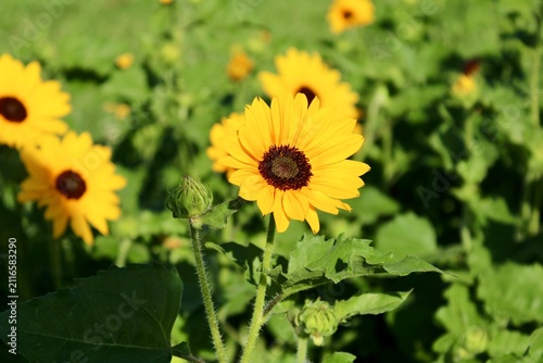 Sunflowers in a garden 