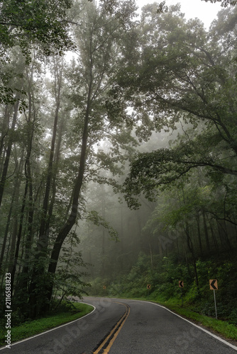 road in the forest