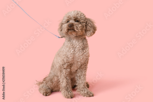 Brown miniature poodle dog ...