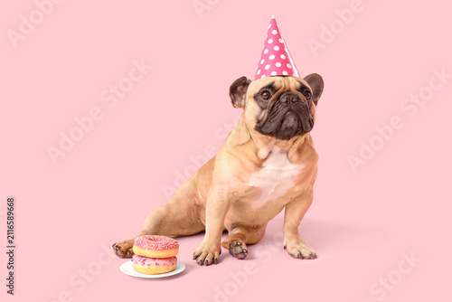 Cute French bulldog in part...