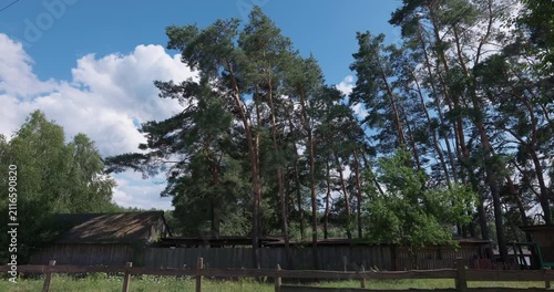 Scenic countryside landscape with tall pine trees and wooden fence