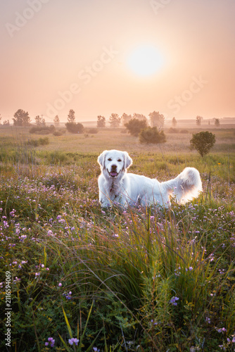 Golden Retriever Standing in Wildflower Meadow at Sunset