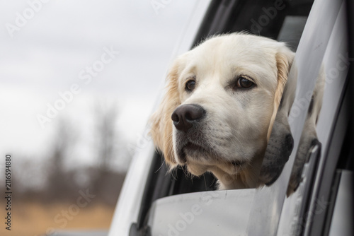 Close-Up Portrait of Young Golden Retriever
