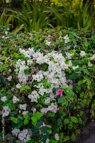 Fotografie Lush green bush covered in abundant white bougainvillea blossoms