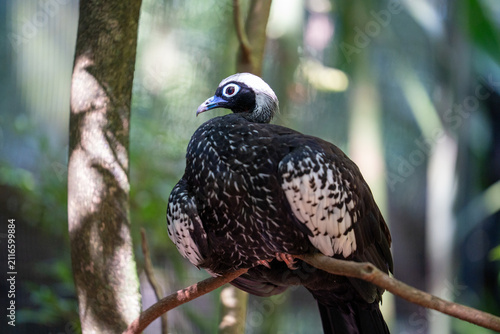 A striking black-fronted piping guan bird perched on a wooden branch surrounded by natural lush green foliage in a tropical forest habitat