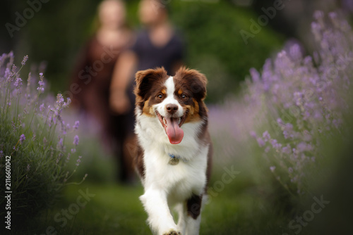 Happy active Australian Shepherd dog running through blooming purple lavender field flowers towards camera with blurred owners couple in background summer outdoor park dynamic portrait close up