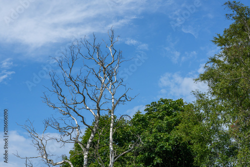 Dead Birch Tree with Bare Branches Against Blue Sky Symbolizing Forest Decline and Climate Change Impact