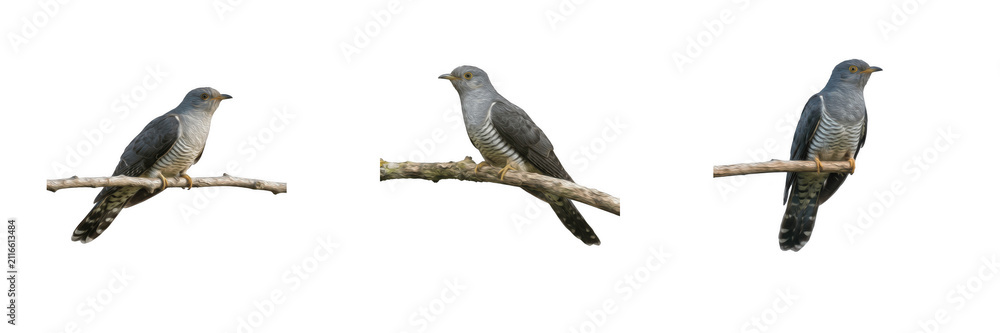 Fototapeta premium Common Cuckoos Perching On Wooden Branches Isolated On White Background Set, Wild Forest Birds And Wildlife Conservation, Nature Ornithology PNG Elements For Commercial Design And Marketing