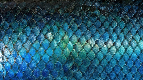 Iridescent blue fish scales up close showing intricate texture and shine