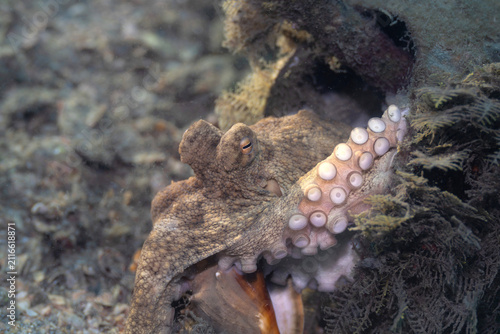 Octopus at Blue Heron Bridge, Florida