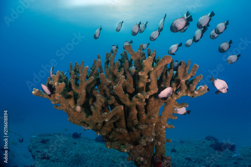 Damsel fish surround a tree coral in Kauai, Hawaii