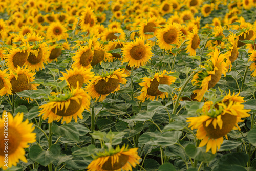 Sunflowers Blooming in Summer Countryside Landscape