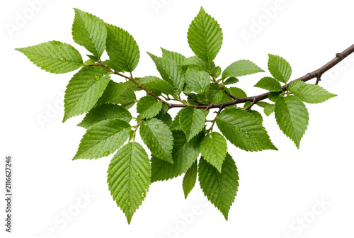 Fresh Green Elm Tree Branch Isolated On Transparent Background PNG