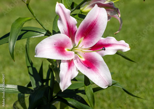 White and Red lily in the summer garden. Close-up of lily flowers.