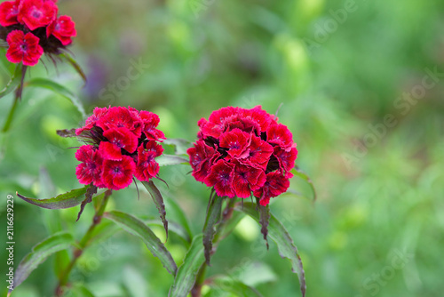 Rote Bartnelken vor grünem Gartenhintergrund mit Freiraum - Dianthus barbatus
