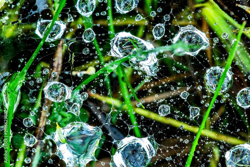 Фотография dew drops on a spiderweb