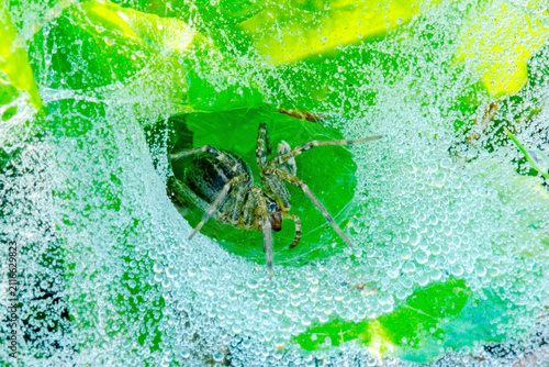 Foto Grass Spider in funnel web covered in dew