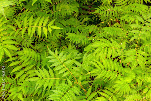 Obraz na płótnie green leaves