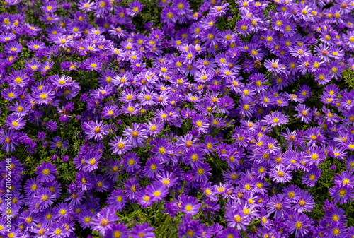 Alpine Aster violet or Aster alpinus. Decorative garden plants with purple flowers, blooming profusely into summer.