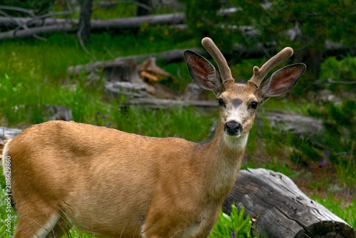 Konstfotografi Mule Deer buck ( Odocoileus hemionus)