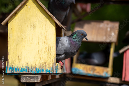 Karaganda Pigeons