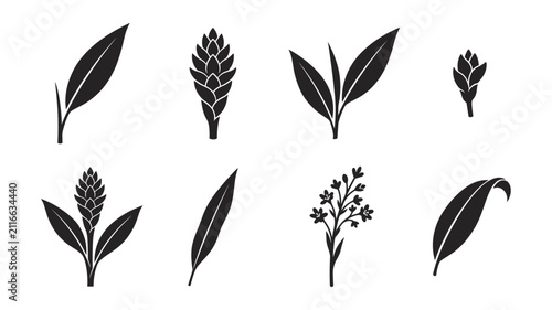 Bild auf Leinwand Cardamom Spice Leaf and Pod Silhouette Vector Set Isolated on White Background f
