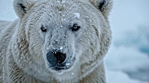 Detailed close-up portrait of a wild polar bear with eyes closed, featuring heavy snowflakes resting on thick white fur and black nose in a cold Arctic winter landscape.