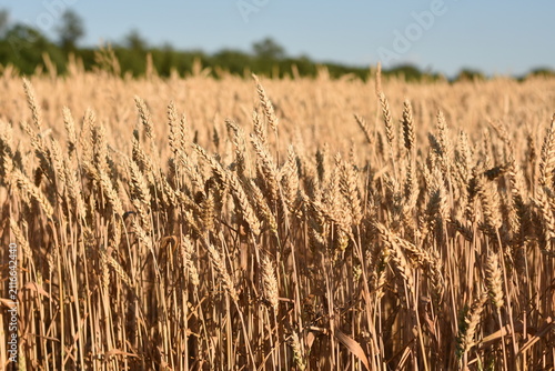 Close side view of ripe golden wheat ears in a summer field under natural sunlight.