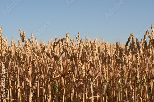 Close-up of ripe golden wheat ears against a clear blue summer sky.