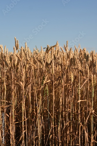 Ripe golden wheat ears reaching toward a clear blue summer sky.