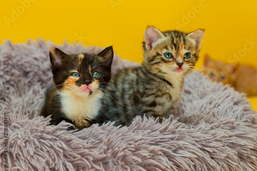 A calico-tabby and a brown tabby, resting together inside a soft grey plush pet bed